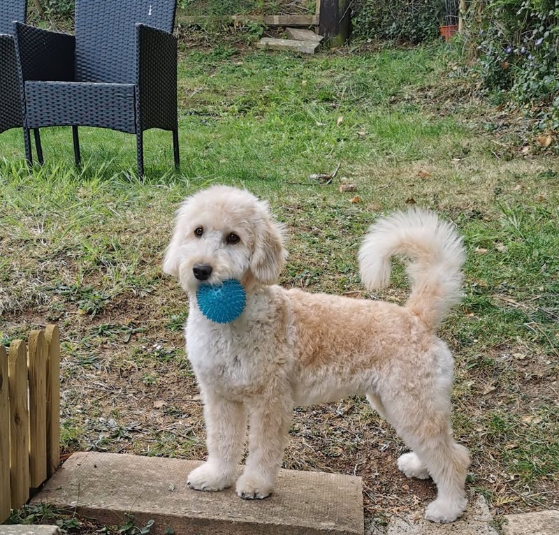 A cream cockapoo standing on a garden path in front of a lawn and patio chairs