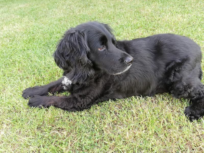 A black cocker spaniel stretched out on sunlit green grass