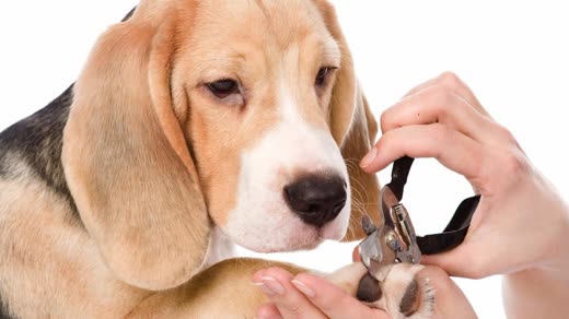 A pair of hands fitting a collar onto a beagle against a plain white background