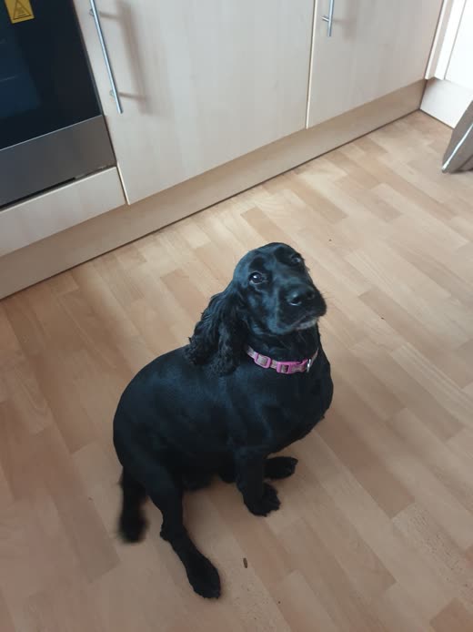 A black cocker spaniel in a pink collar sitting on a kitchen floor, looking up