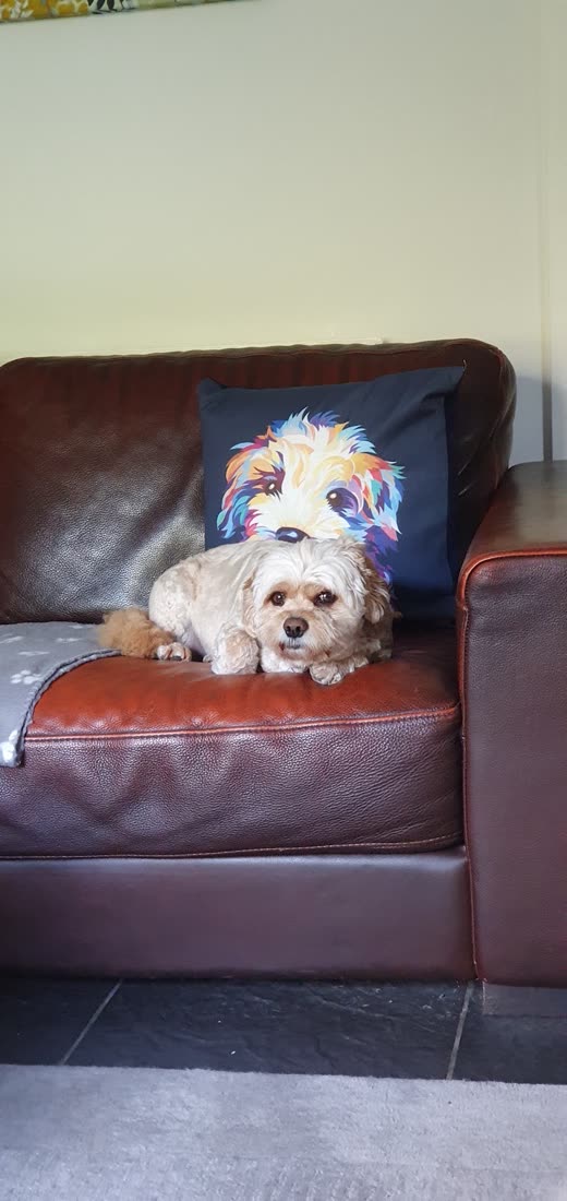 A small apricot cockapoo curled up on a brown leather armchair at home