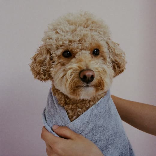 A small curly-coated dog being towel-dried after a bath