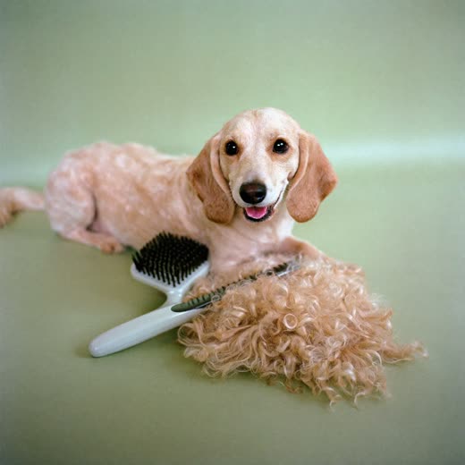 A grooming brush and comb beside a tuft of curly dog coat